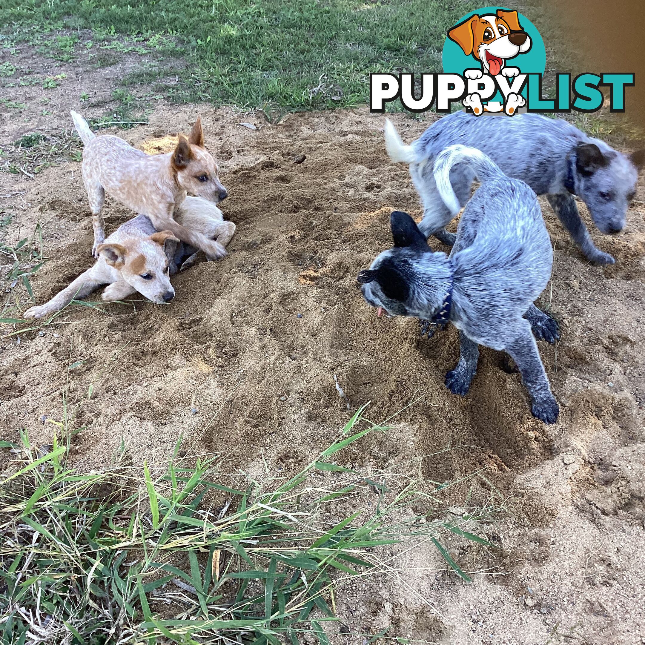 Cattle dog pups