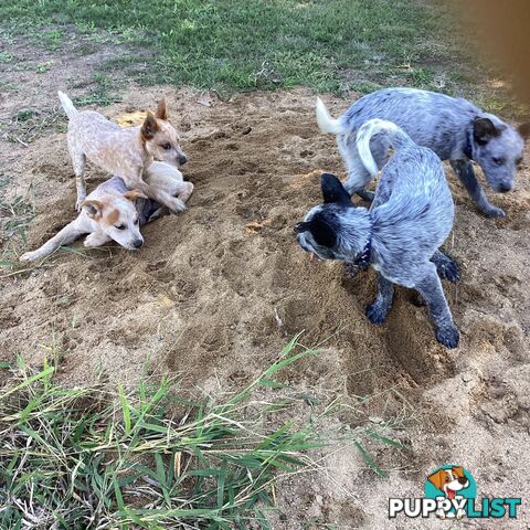 Cattle dog pups
