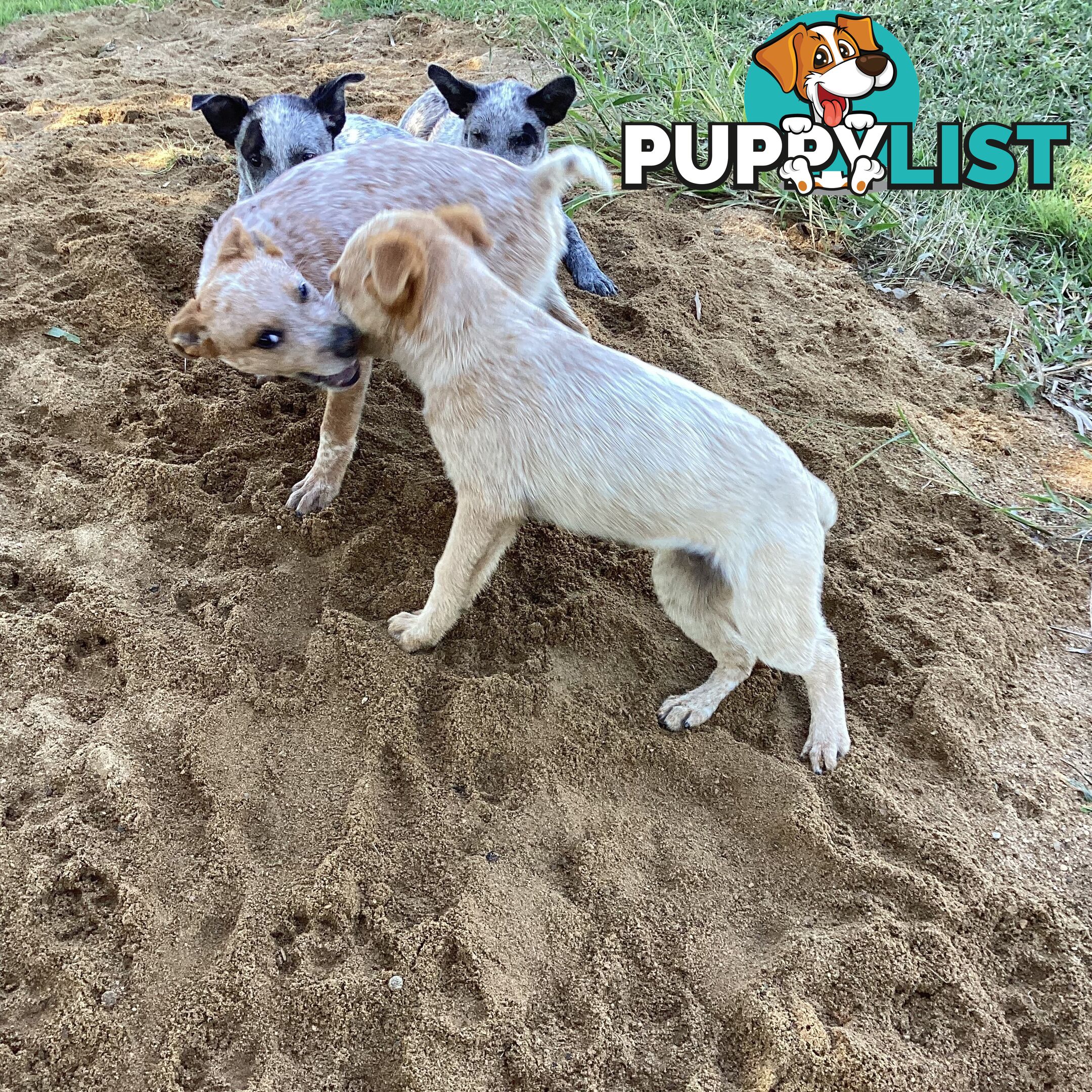Cattle dog pups