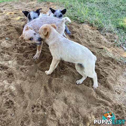 Cattle dog pups