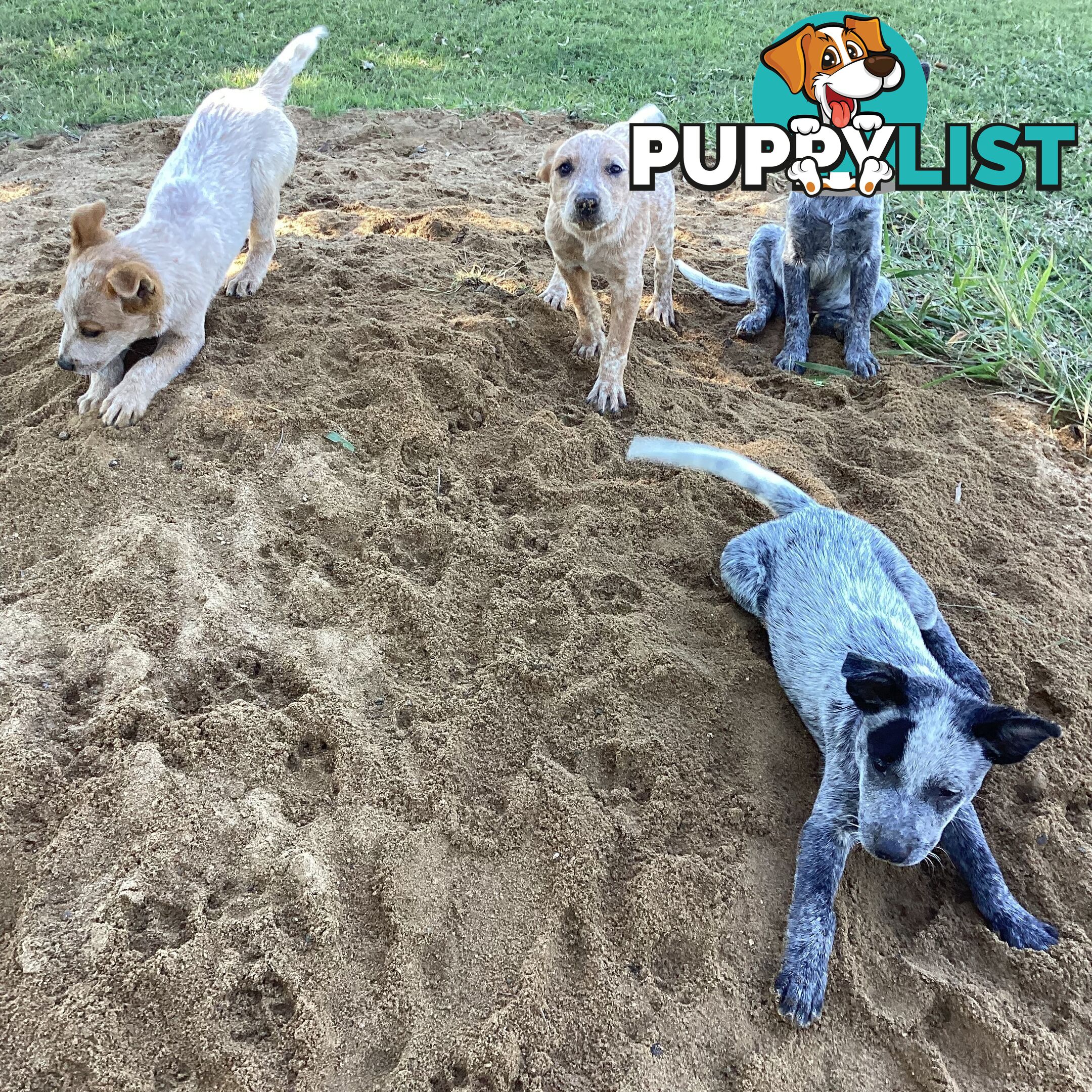 Cattle dog pups
