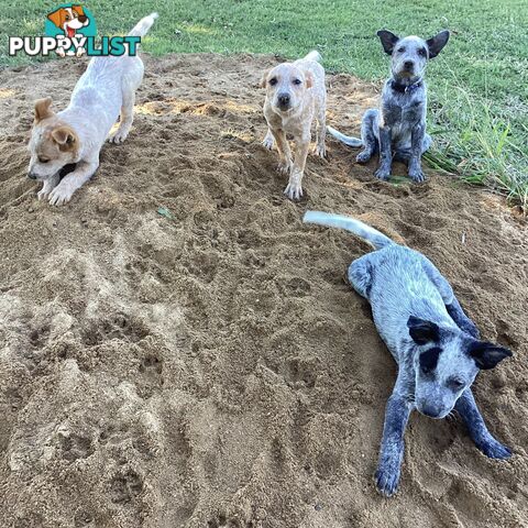 Cattle dog pups