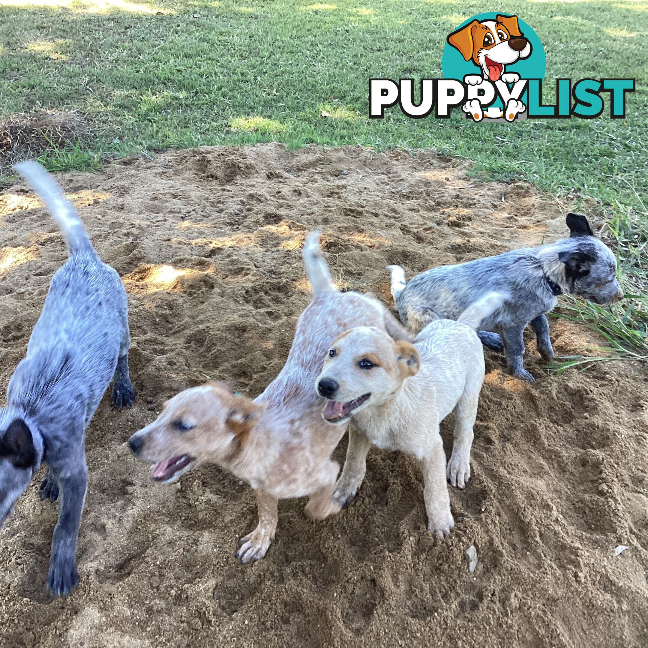 Cattle dog pups
