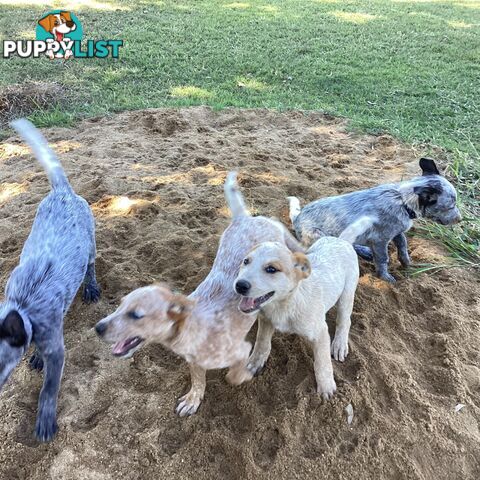 Cattle dog pups