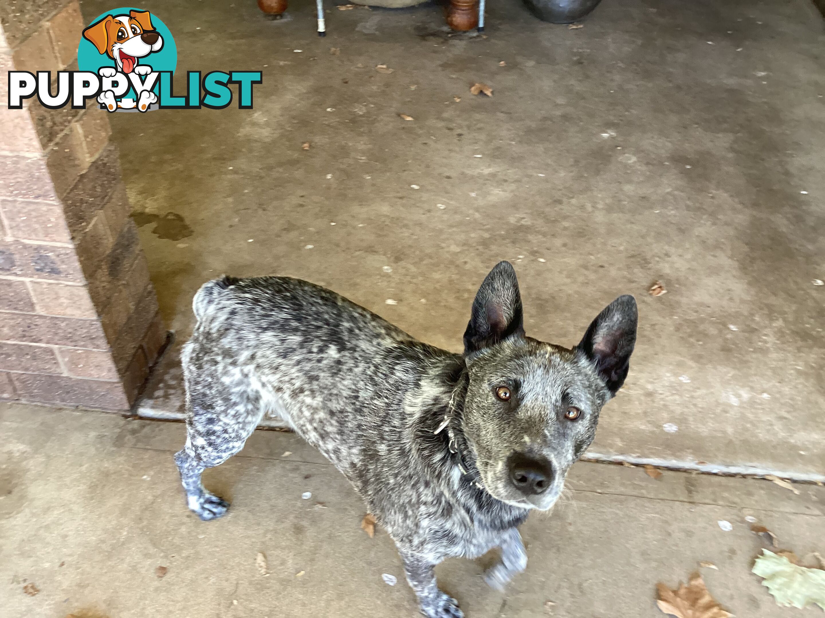 Cattle dog pups