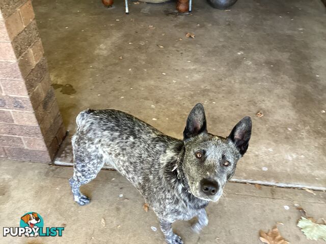 Cattle dog pups