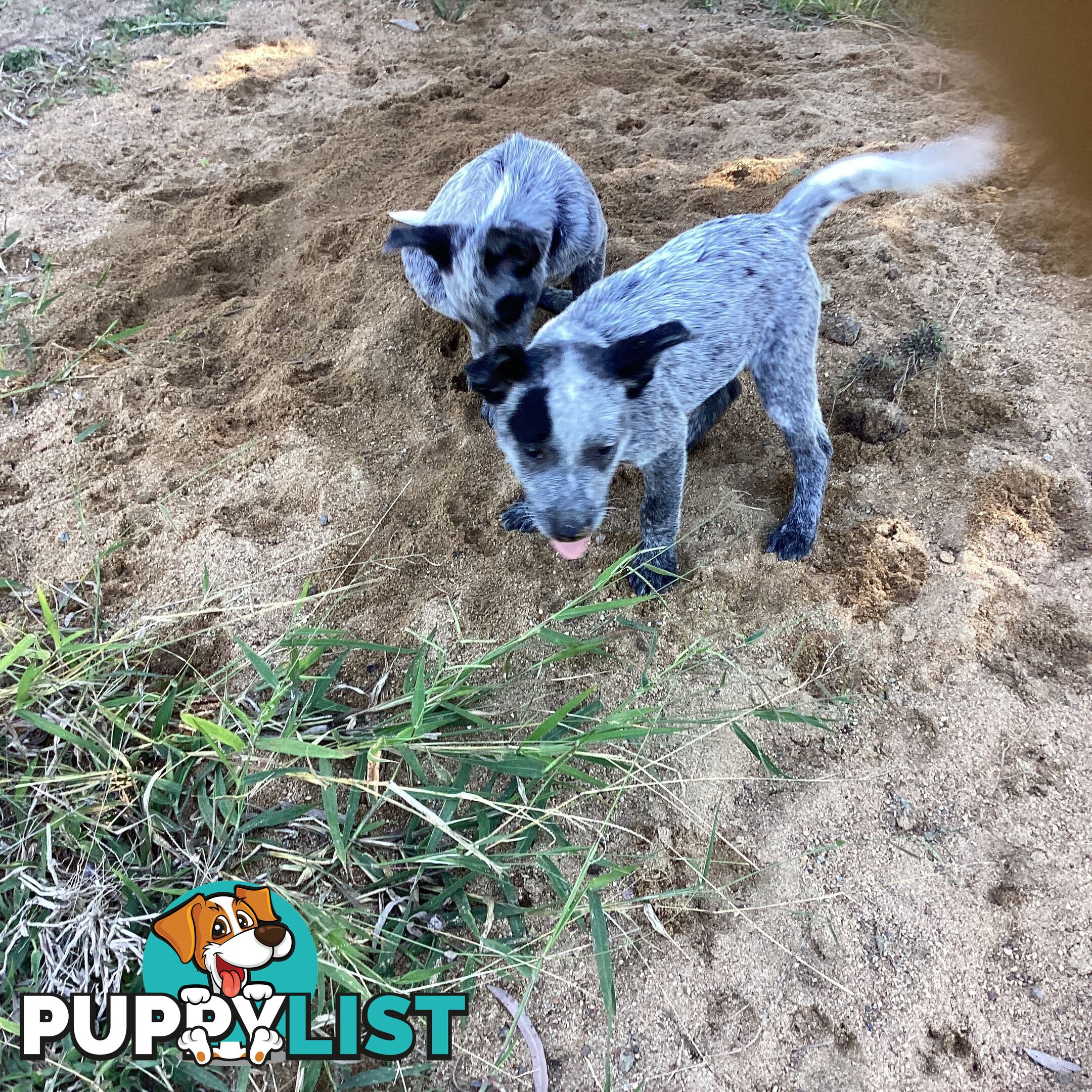 Cattle dog pups