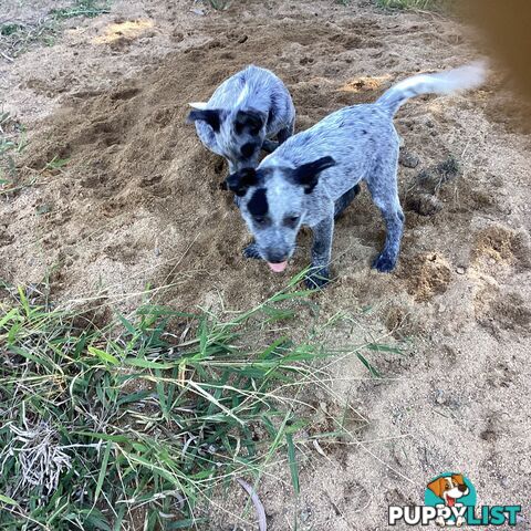 Cattle dog pups