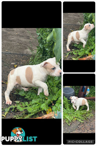 1 female staffy pup