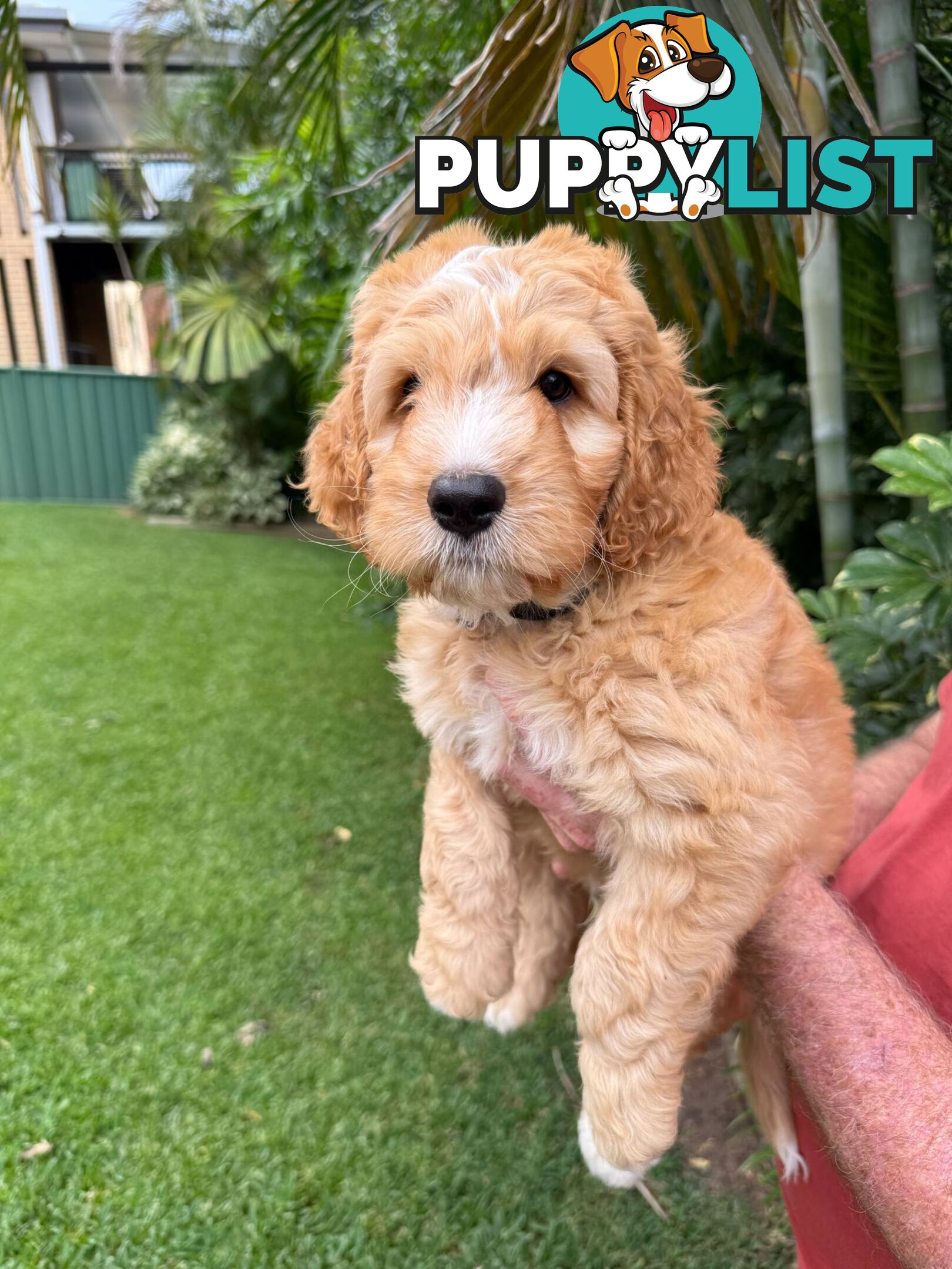 Come take me home - Labradoodles for sale