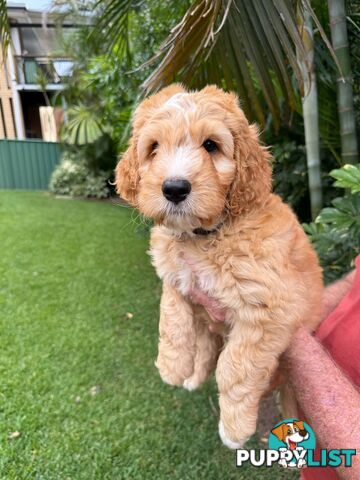 Come take me home - Labradoodles for sale