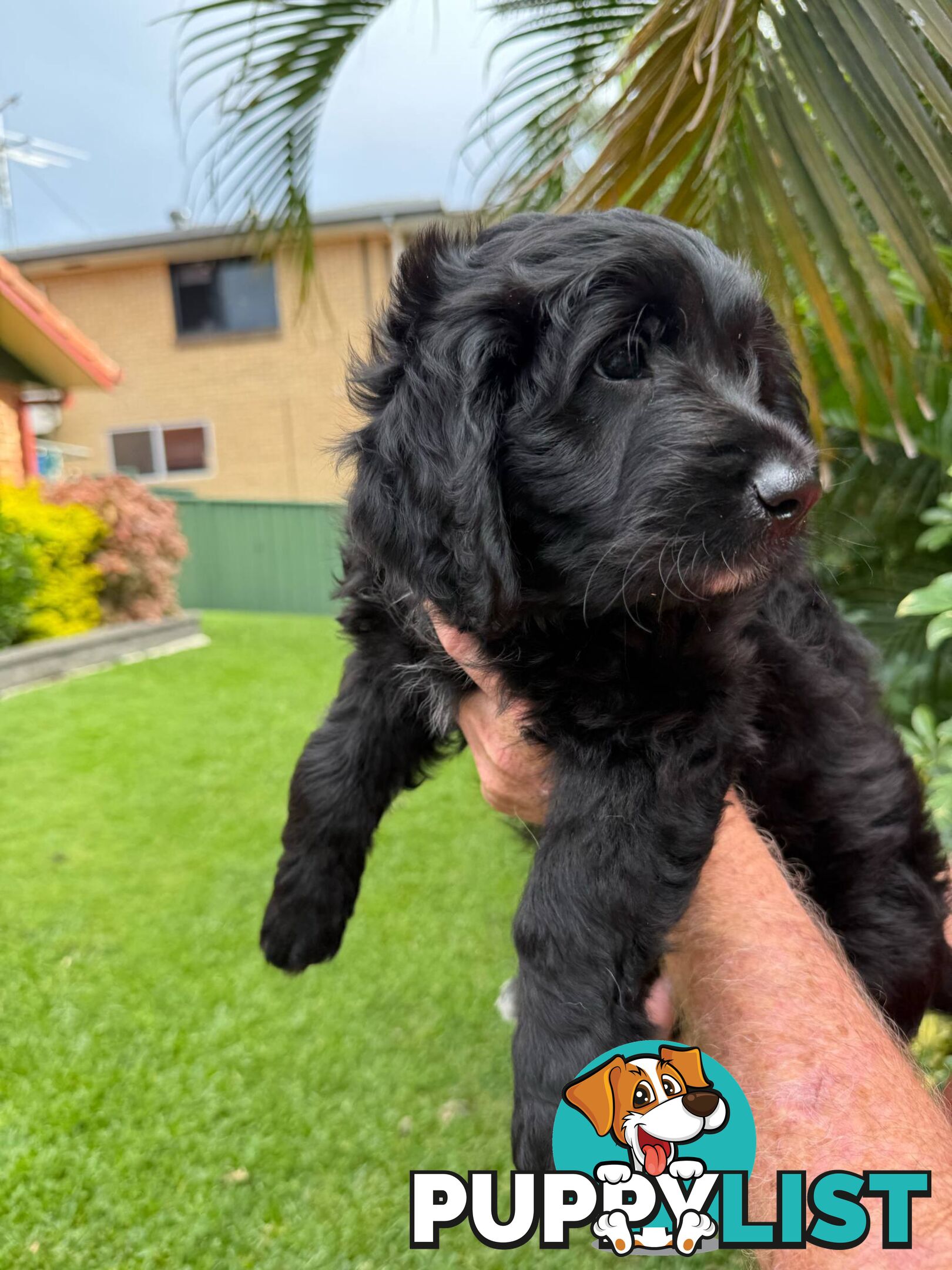 Come take me home - Labradoodles for sale
