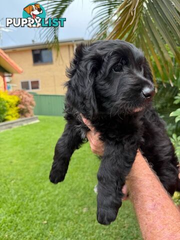 Come take me home - Labradoodles for sale