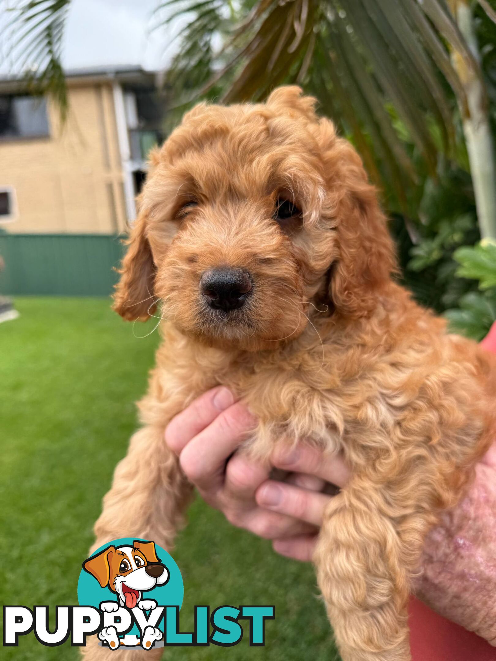 Come take me home - Labradoodles for sale
