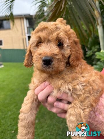 Come take me home - Labradoodles for sale