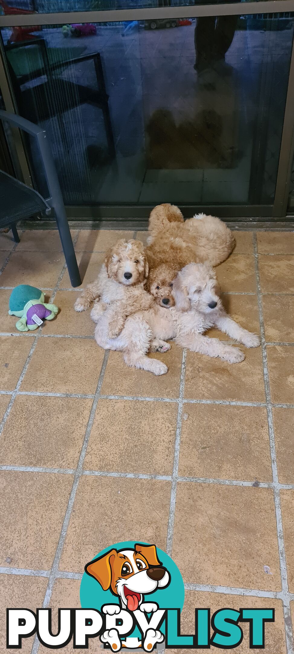 One Week Sale - Come take me home - Labradoodles for sale