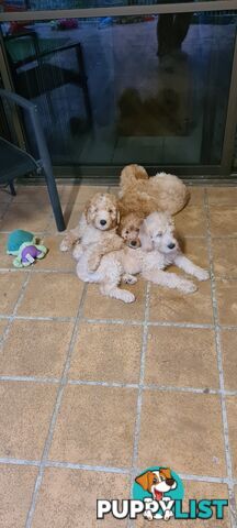 One Week Sale - Come take me home - Labradoodles for sale