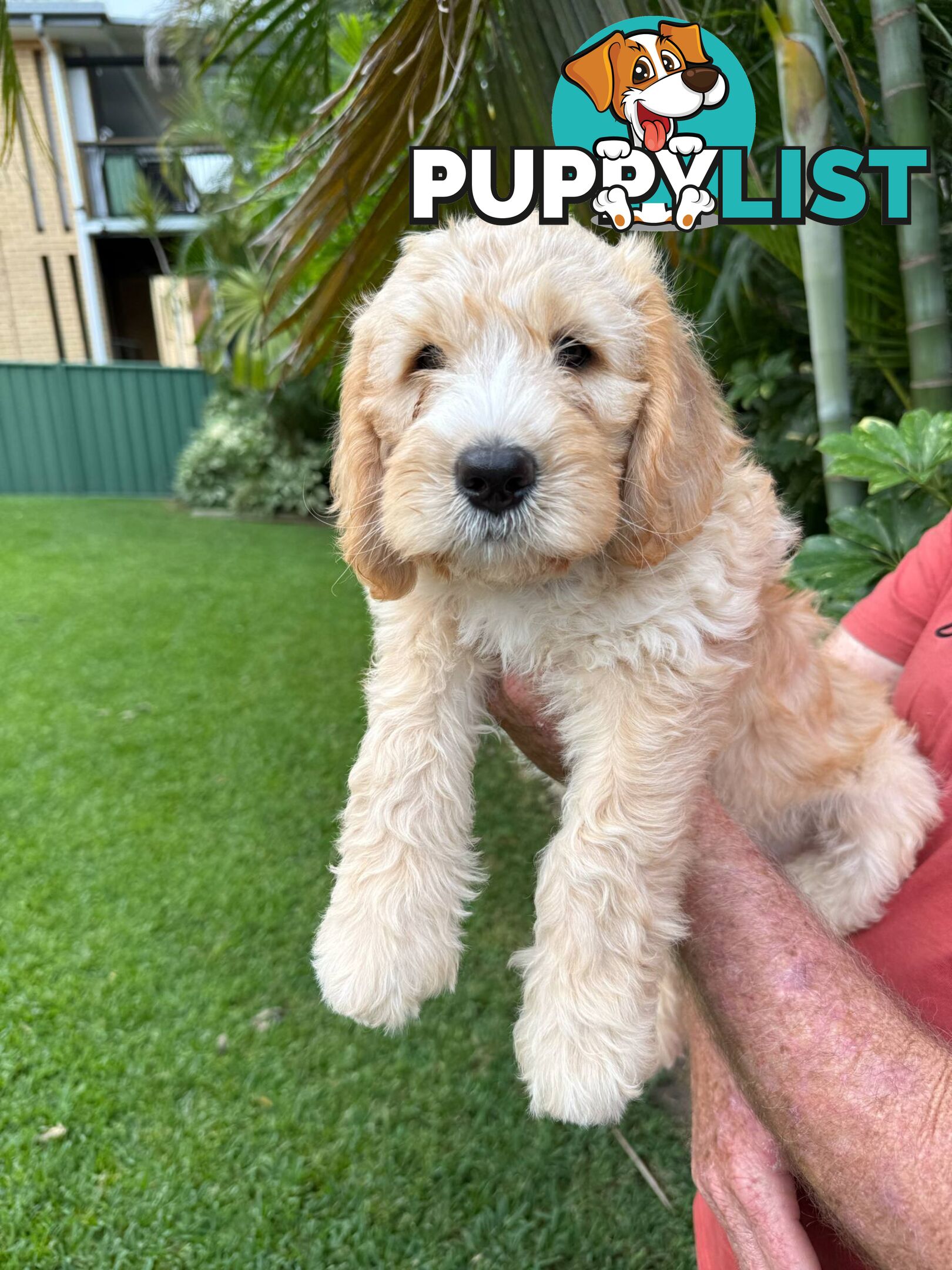 Come take me home - Labradoodles for sale