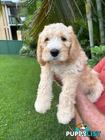Come take me home - Labradoodles for sale