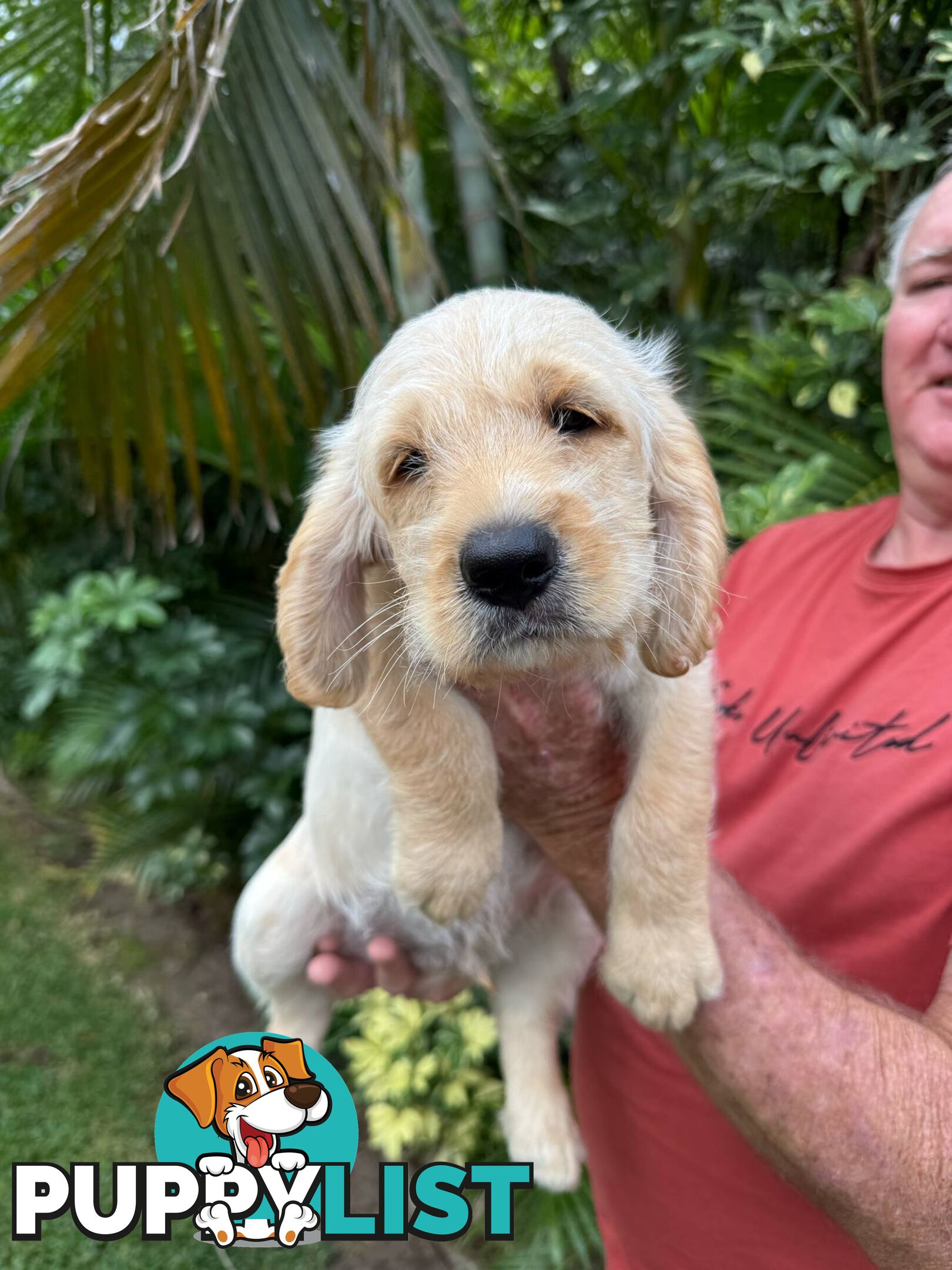 Come take me home - Labradoodles for sale