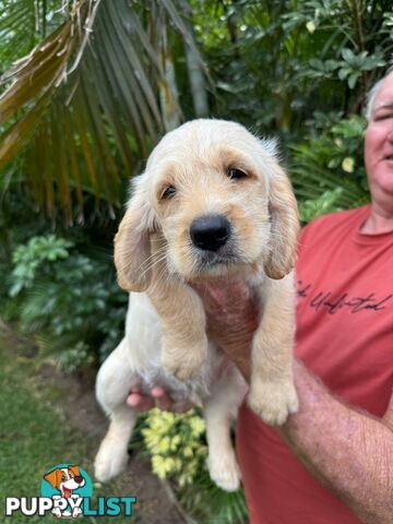 Come take me home - Labradoodles for sale