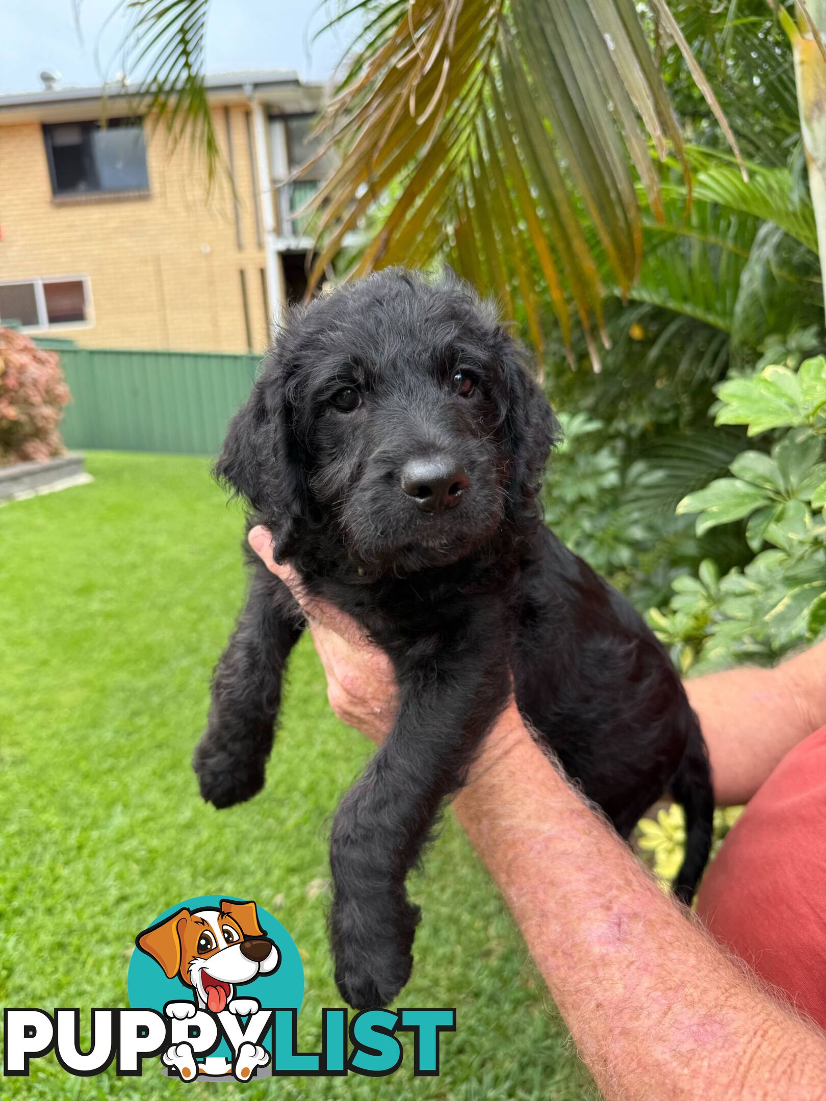 Come take me home - Labradoodles for sale