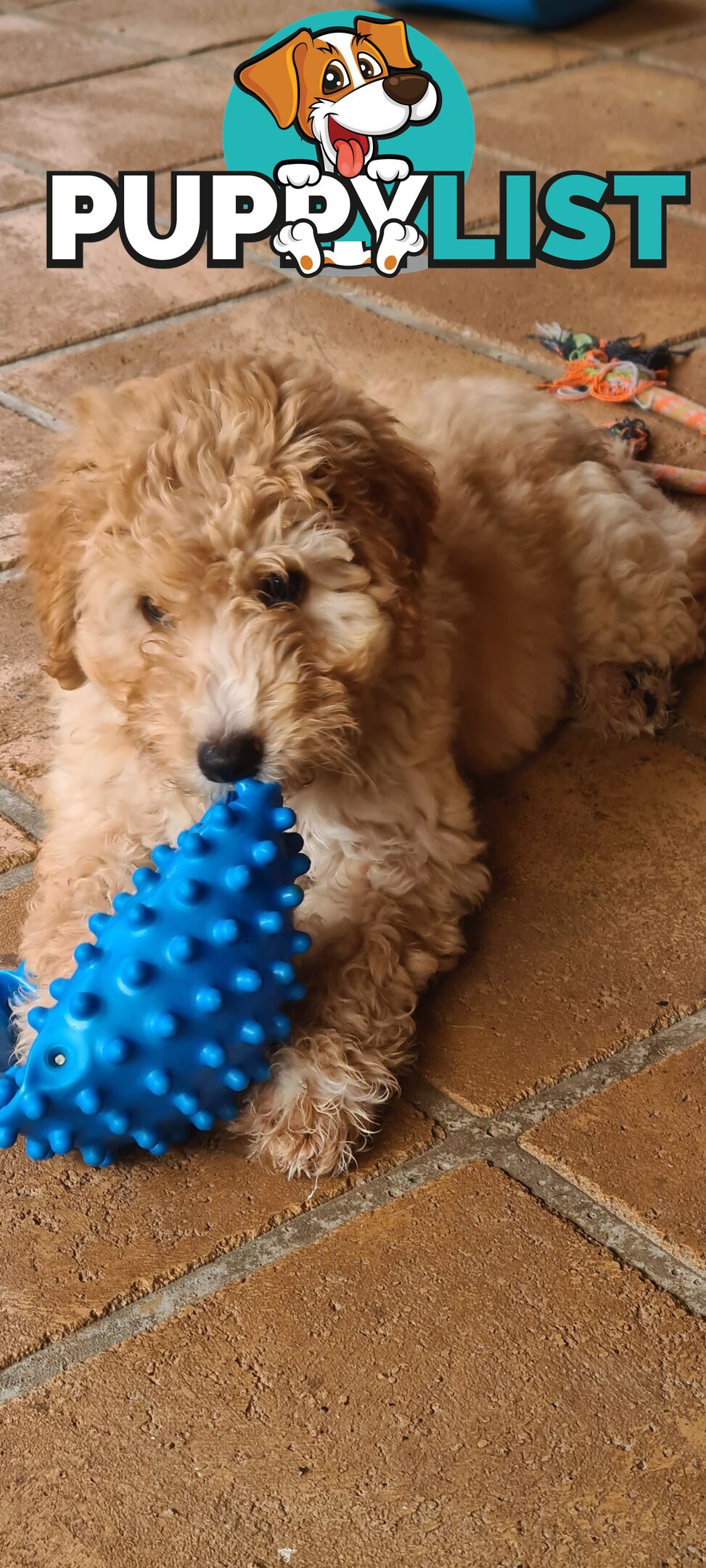 One Week Sale - Come take me home - Labradoodles for sale