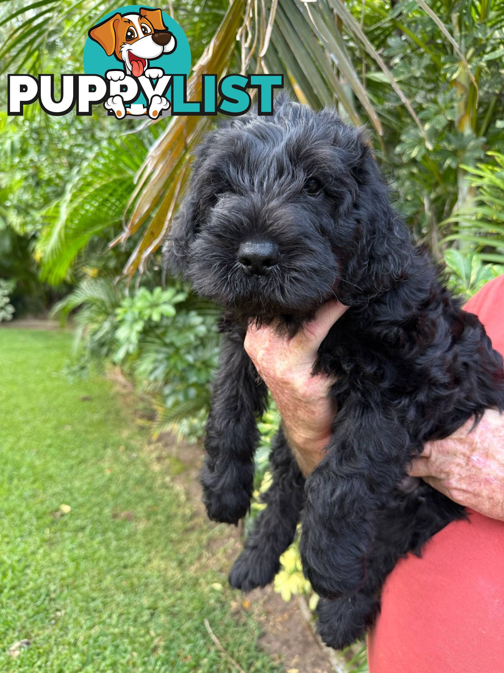 Come take me home - Labradoodles for sale