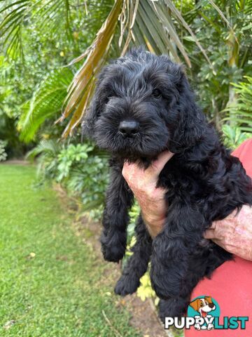 Come take me home - Labradoodles for sale