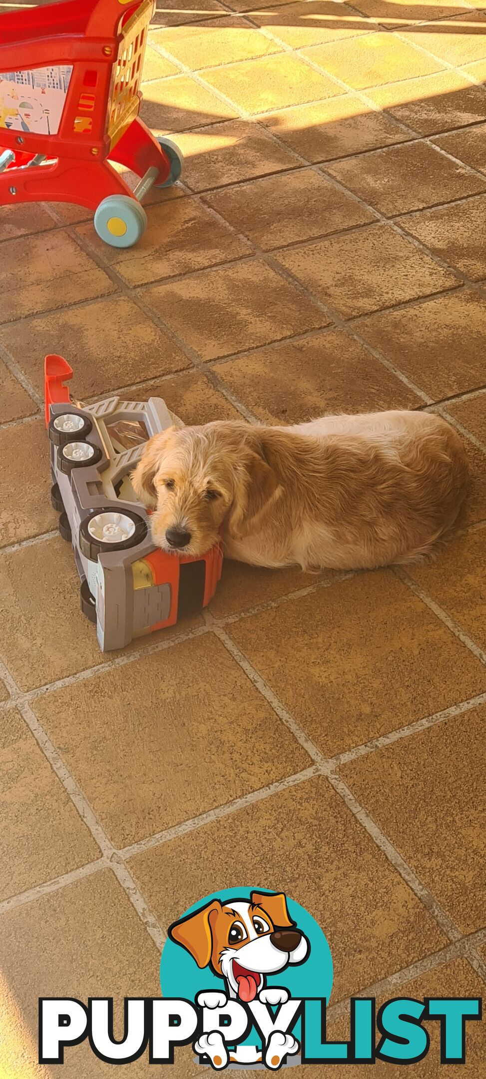 One Week Sale - Come take me home - Labradoodles for sale