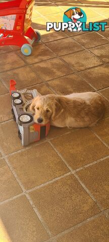 One Week Sale - Come take me home - Labradoodles for sale