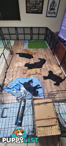 Come take me home - Labradoodles for sale