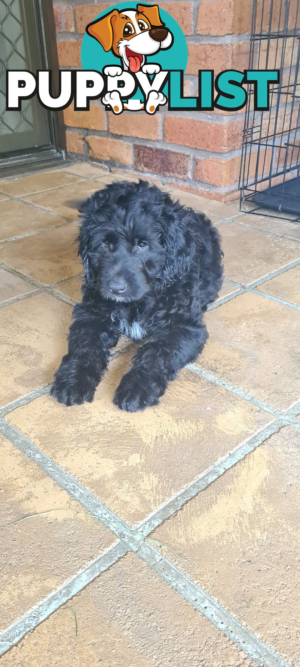 One Week Sale - Come take me home - Labradoodles for sale