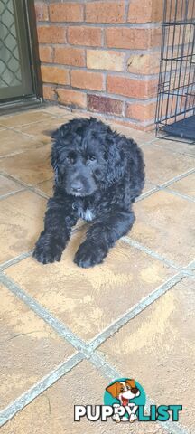 One Week Sale - Come take me home - Labradoodles for sale
