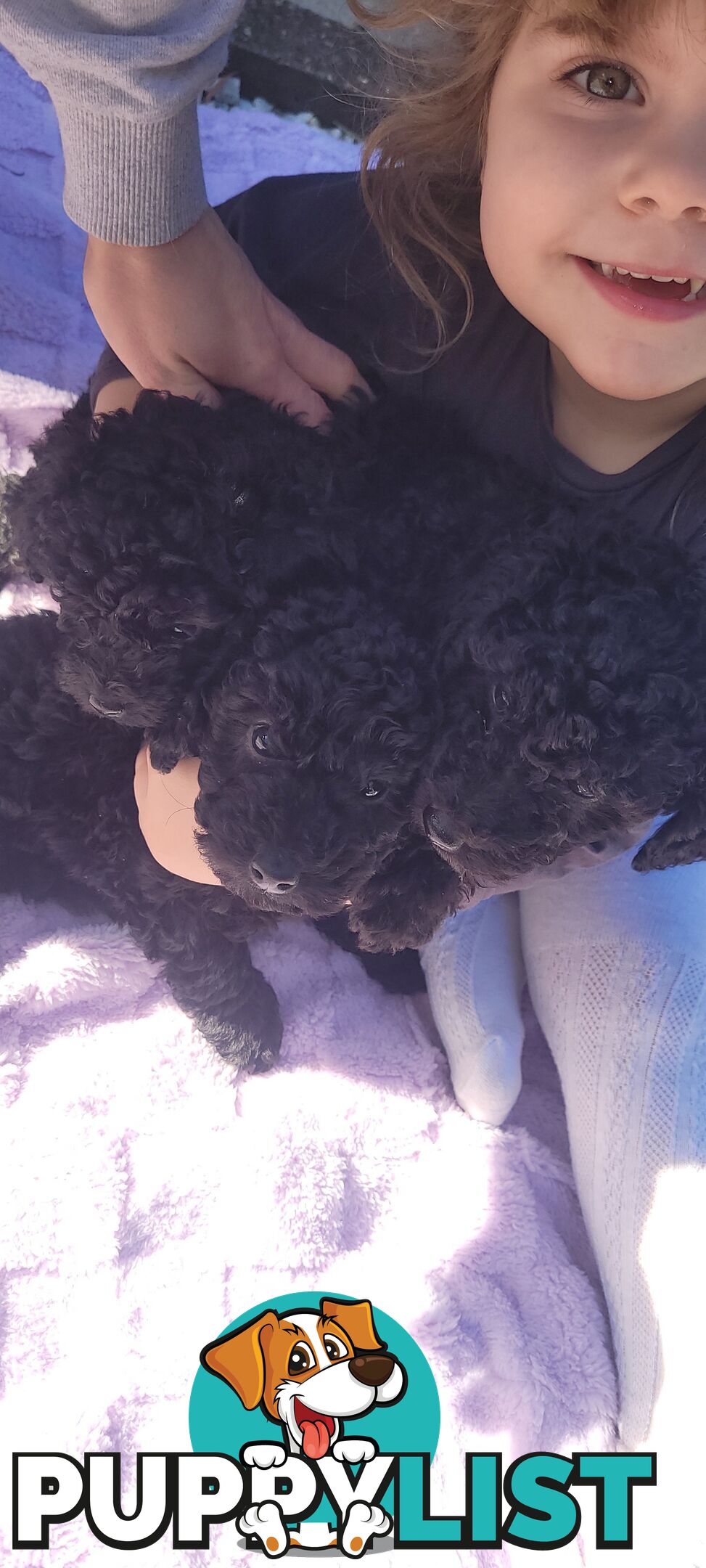 Purebred male mini poodle pup