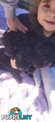 Purebred male mini poodle pup