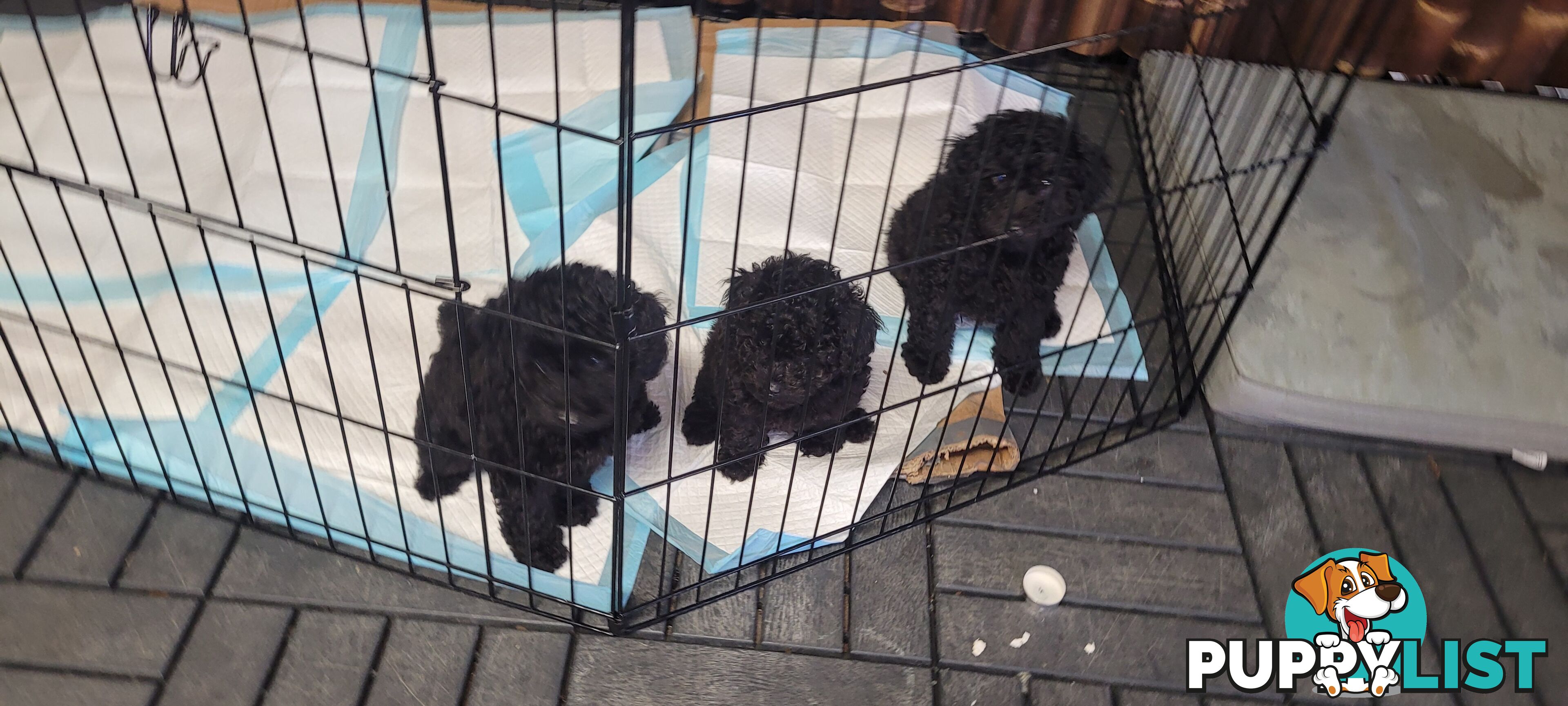 Mini purebred poodle pups