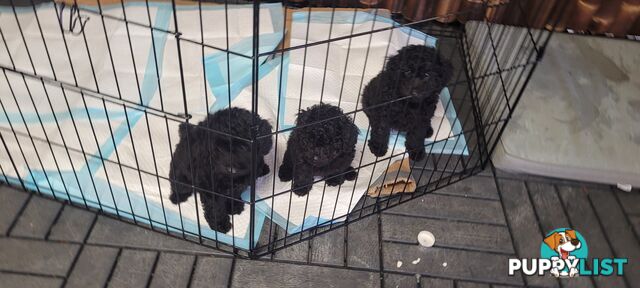 Mini purebred poodle pups