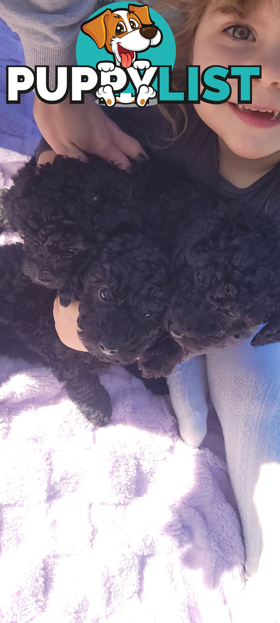 Mini purebred poodle pups