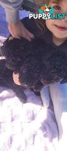 Mini purebred poodle pups