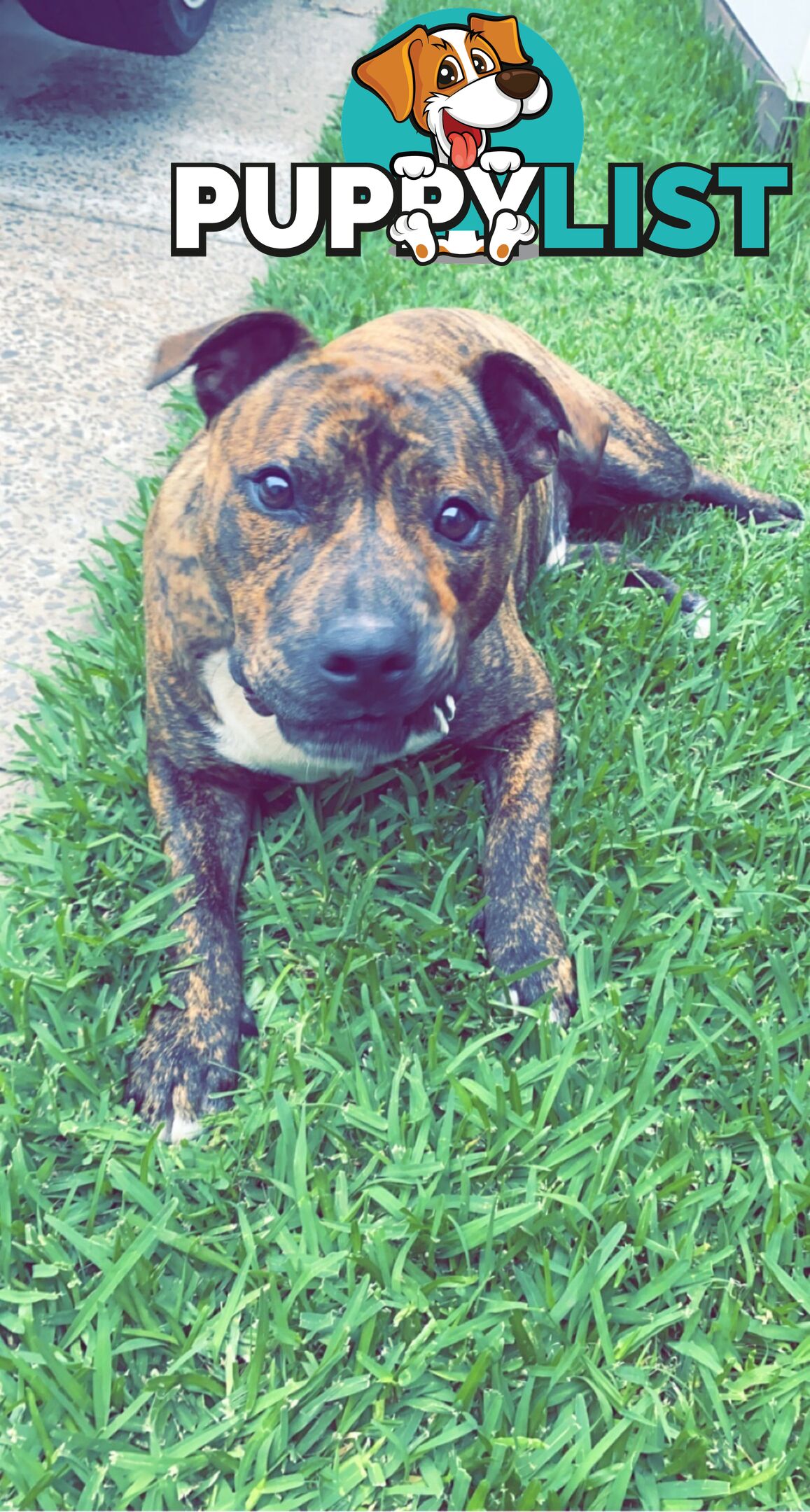 Male staffy free to good home