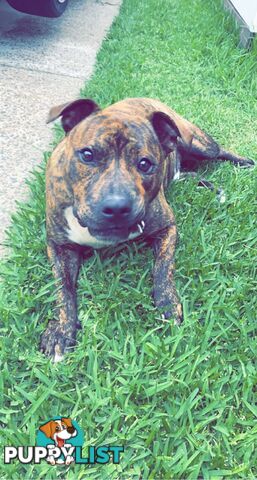 Male staffy free to good home