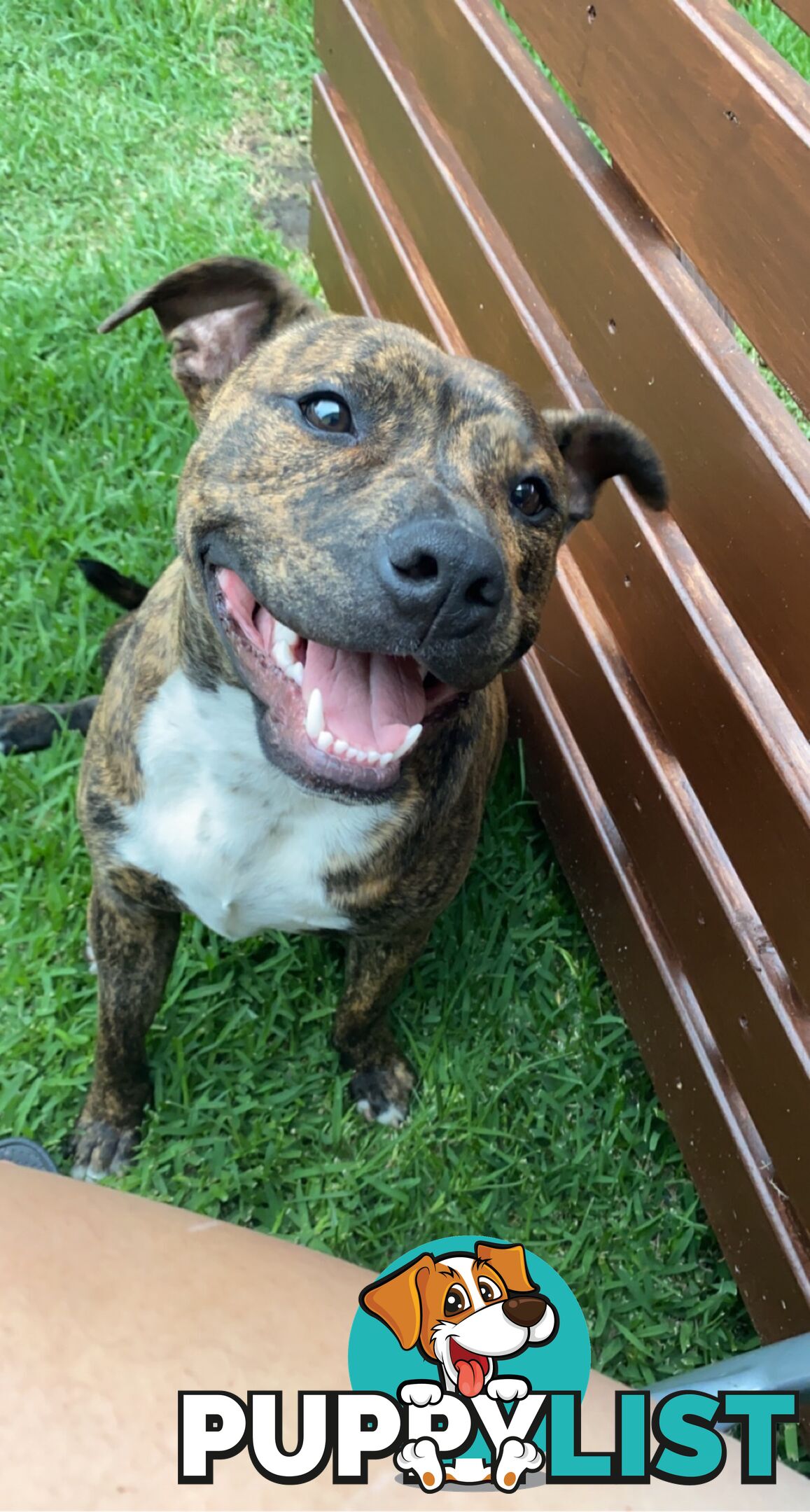 Male staffy free to good home