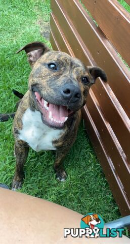 Male staffy free to good home