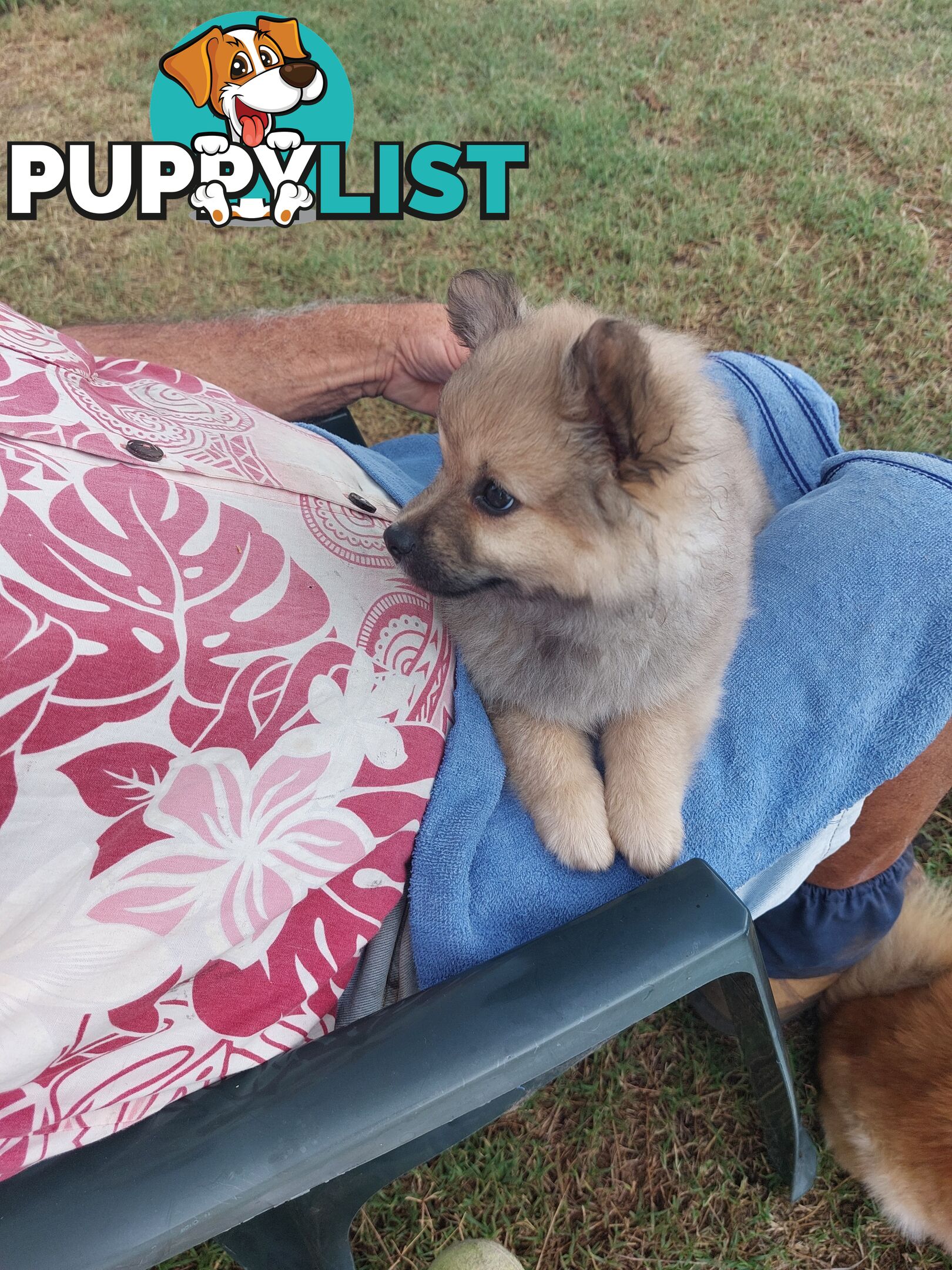 Pomeranian puppies for sale