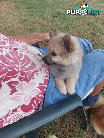 Pomeranian puppies for sale