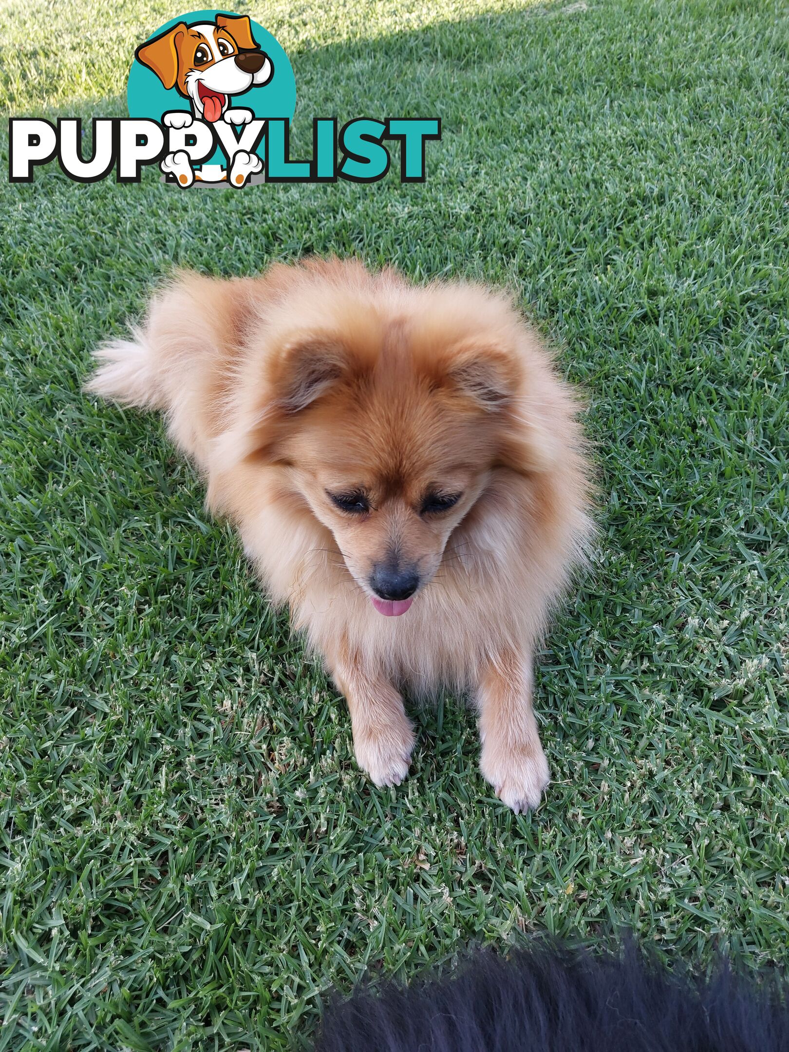 Pomeranian puppies for sale