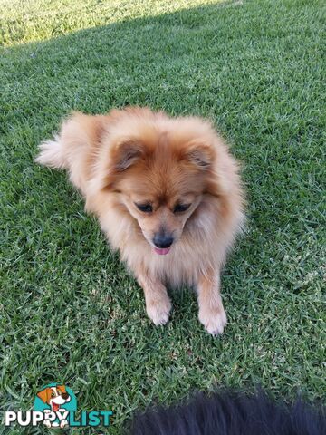 Pomeranian puppies for sale