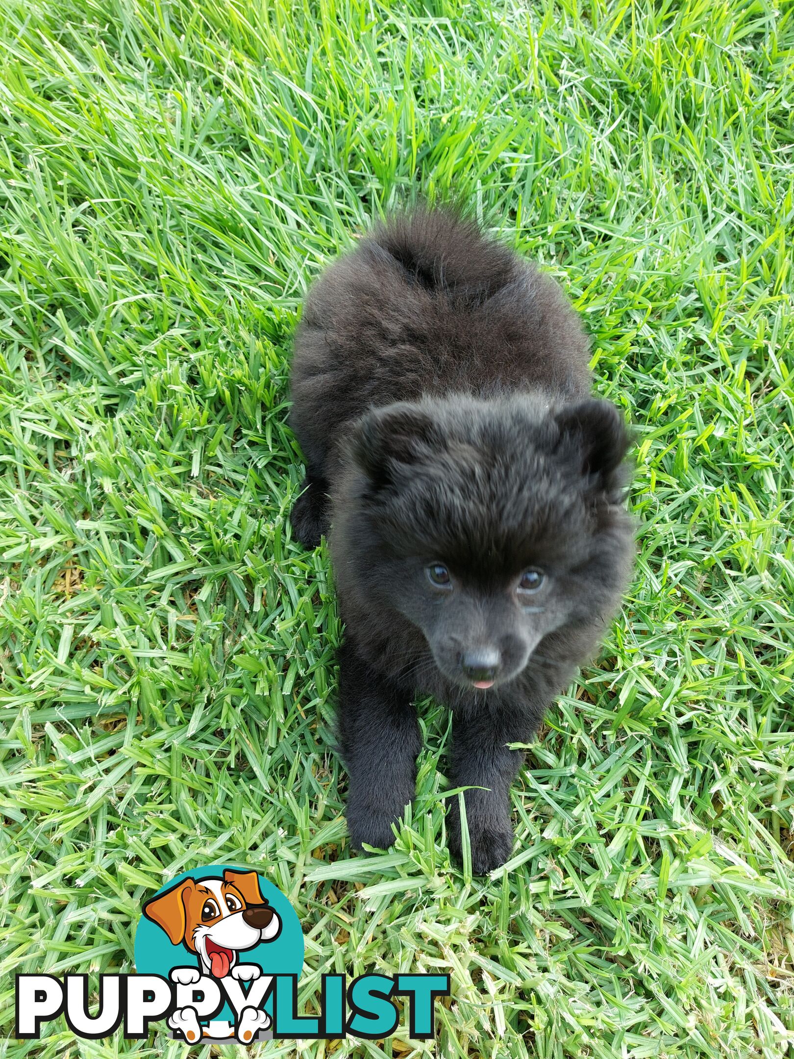 Pomeranian puppies for sale