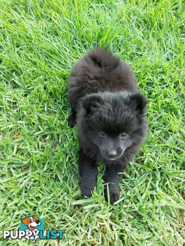 Pomeranian puppies for sale